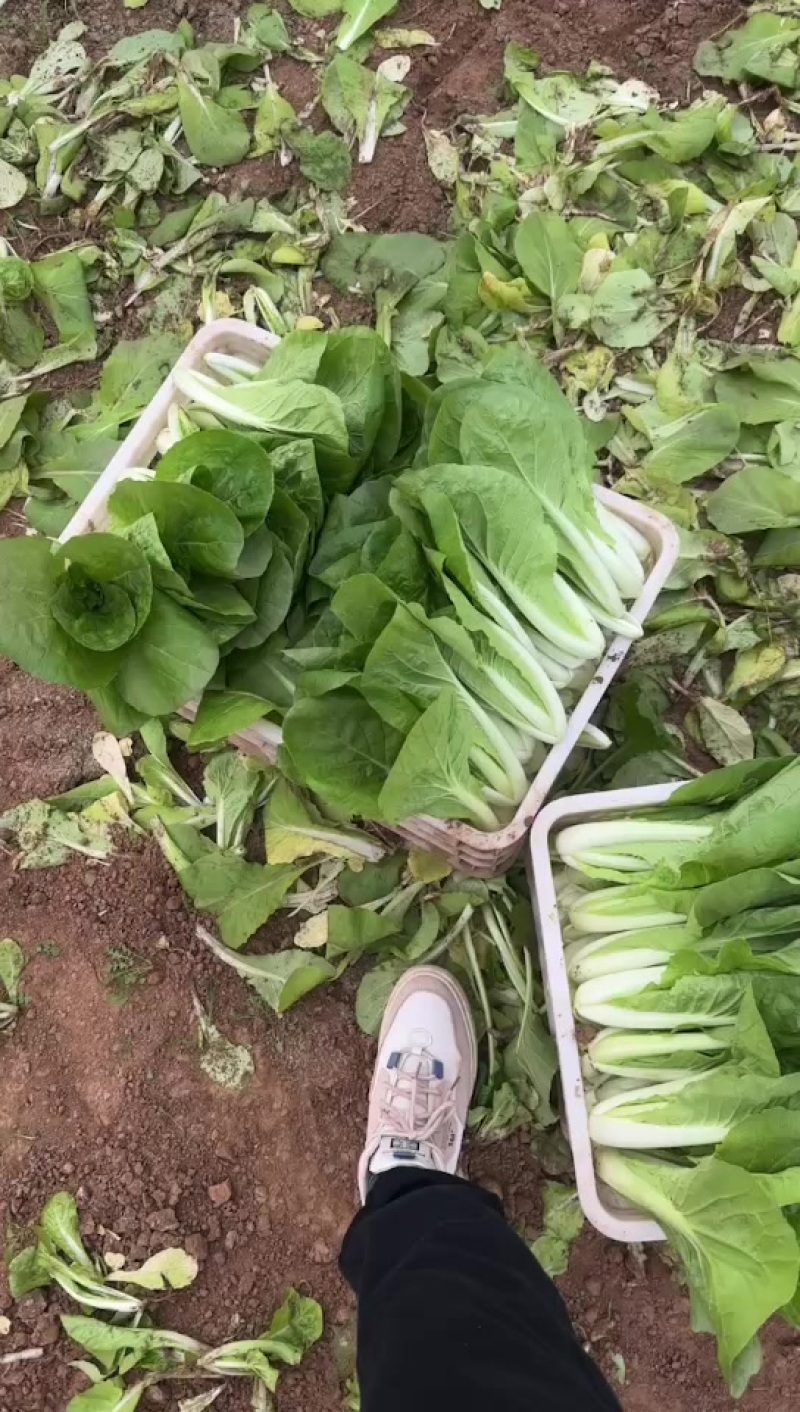 精品小白菜。快菜。奶白菜