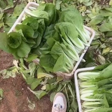精品小白菜。快菜。奶白菜