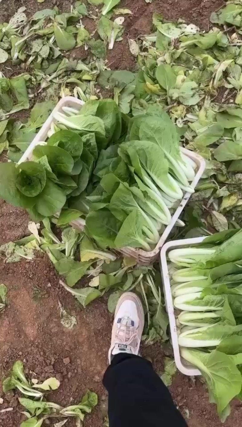 精品小白菜。快菜。奶白菜