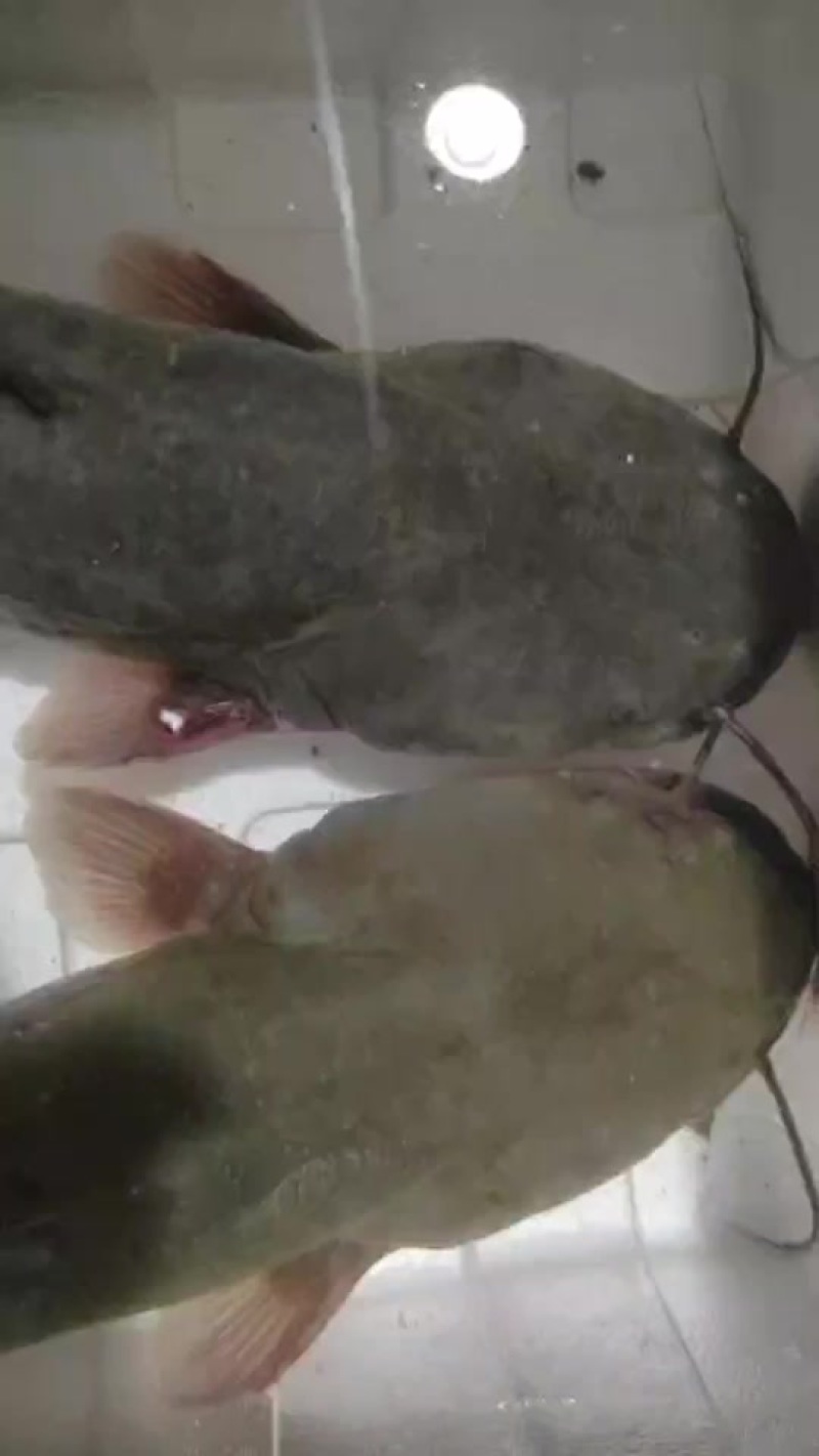 大口鲶大量批发