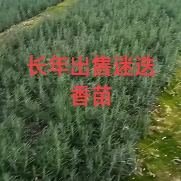 迷迭香苗