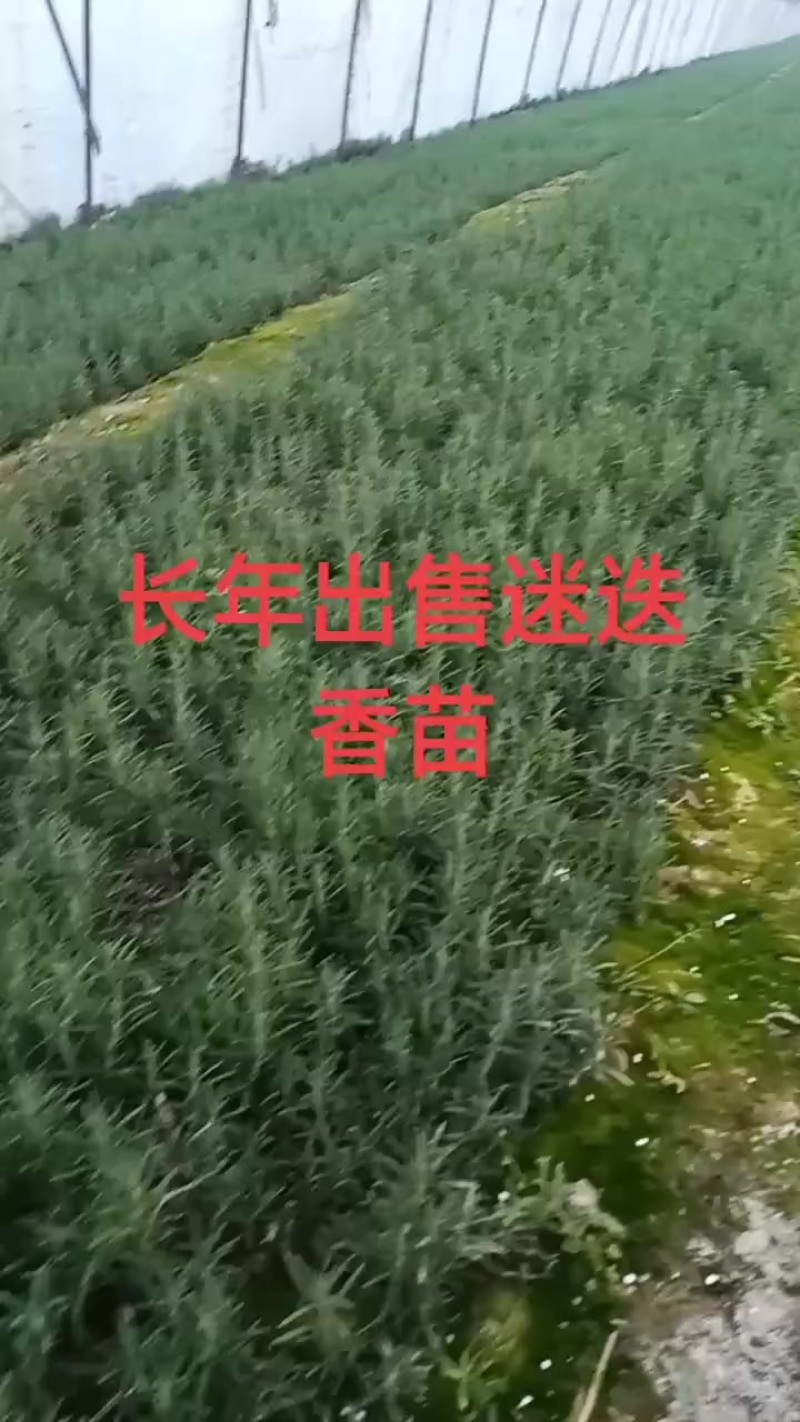 迷迭香苗