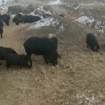 藏香猪肉