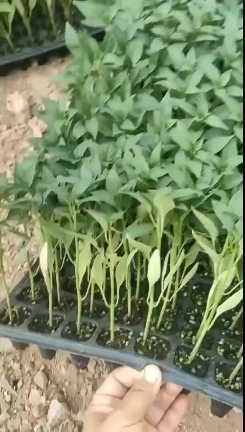 素菜苗
