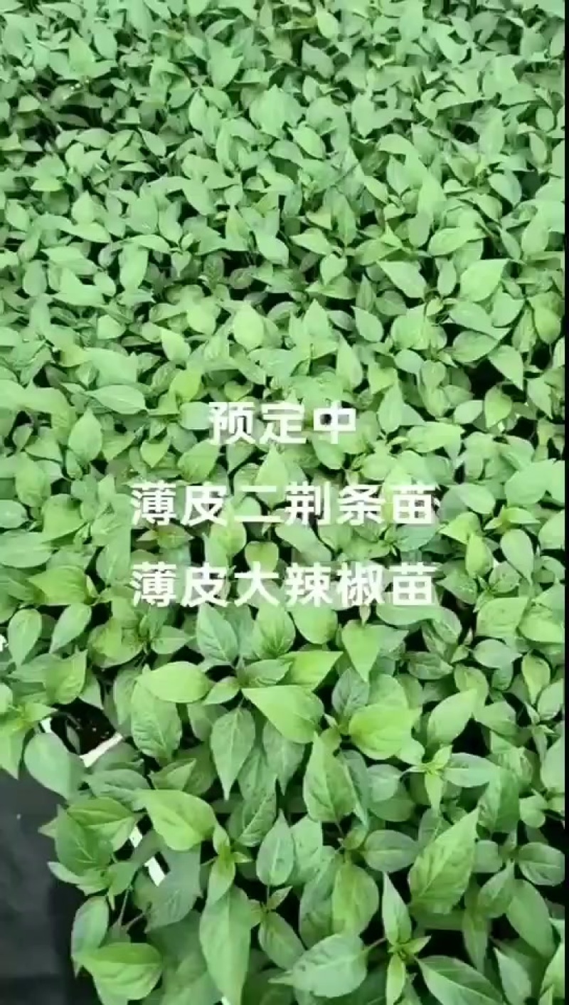 素菜苗