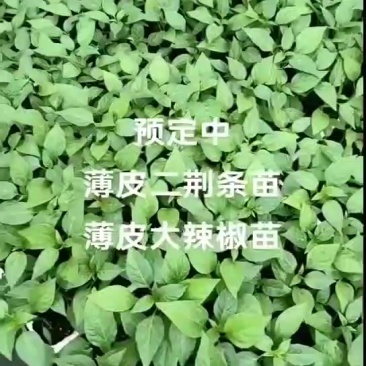 素菜苗