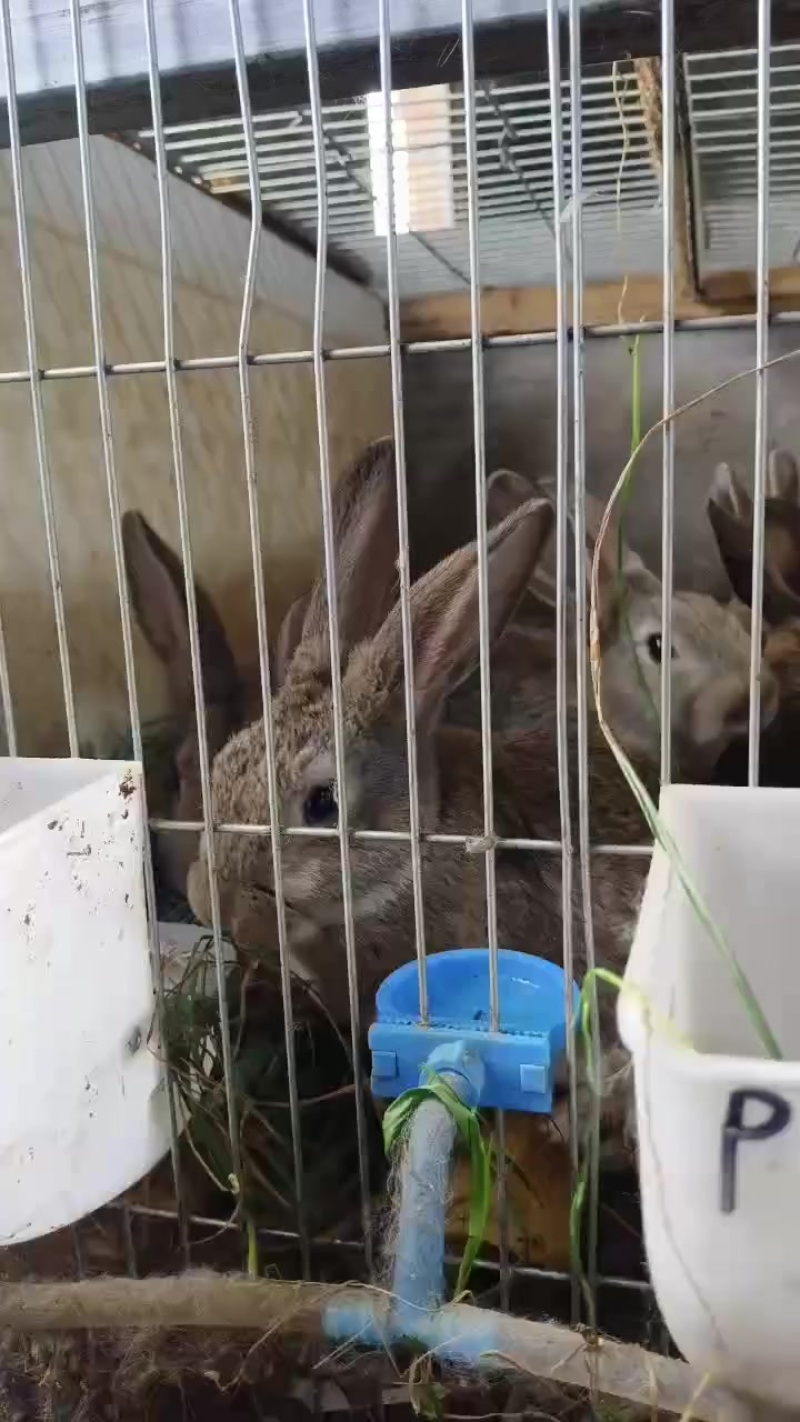 比利时肉兔