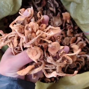 东北滑子菇