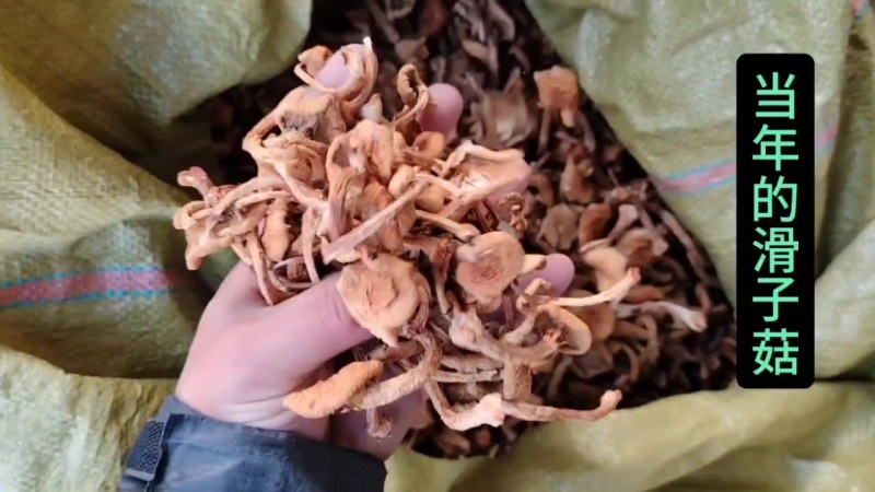 东北滑子菇