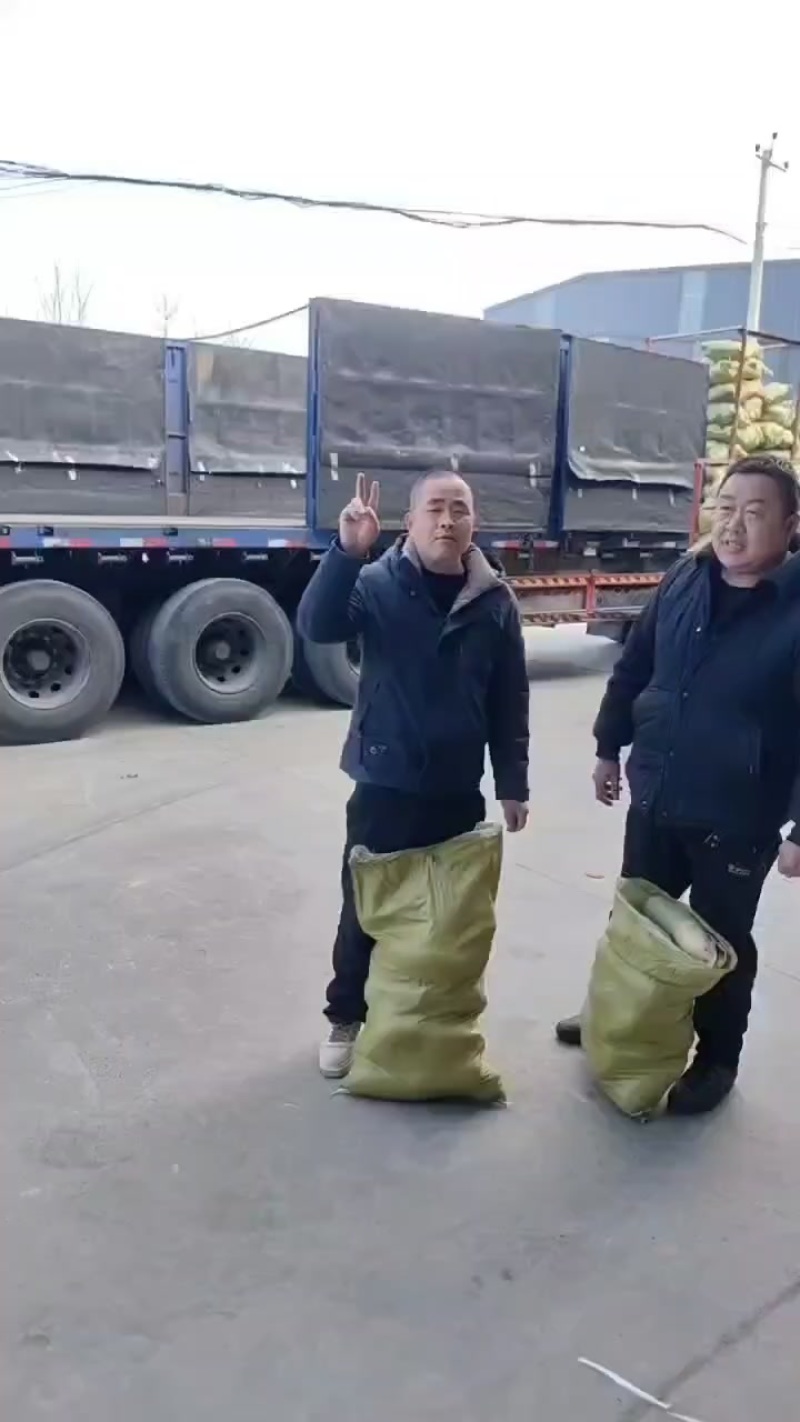 萝卜，常年供应养殖红萝卜