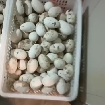 大三花鹅种蛋