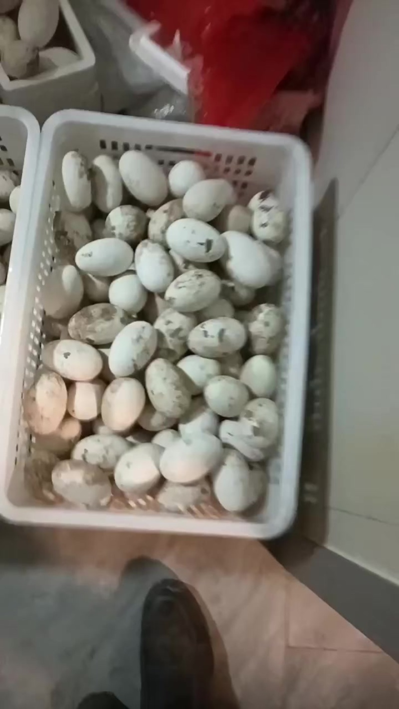 大三花鹅种蛋