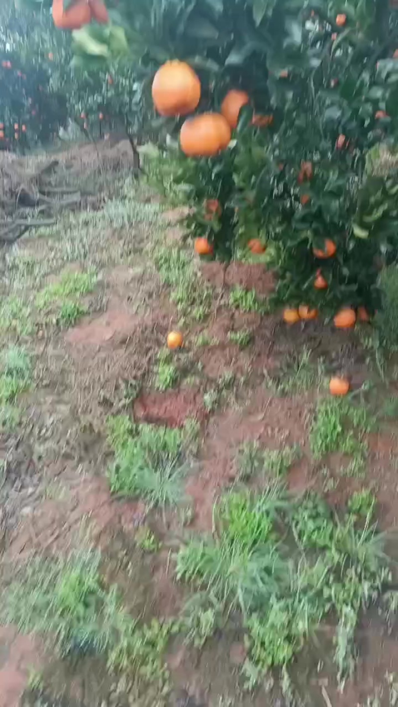 晚熟椪柑欢迎你
