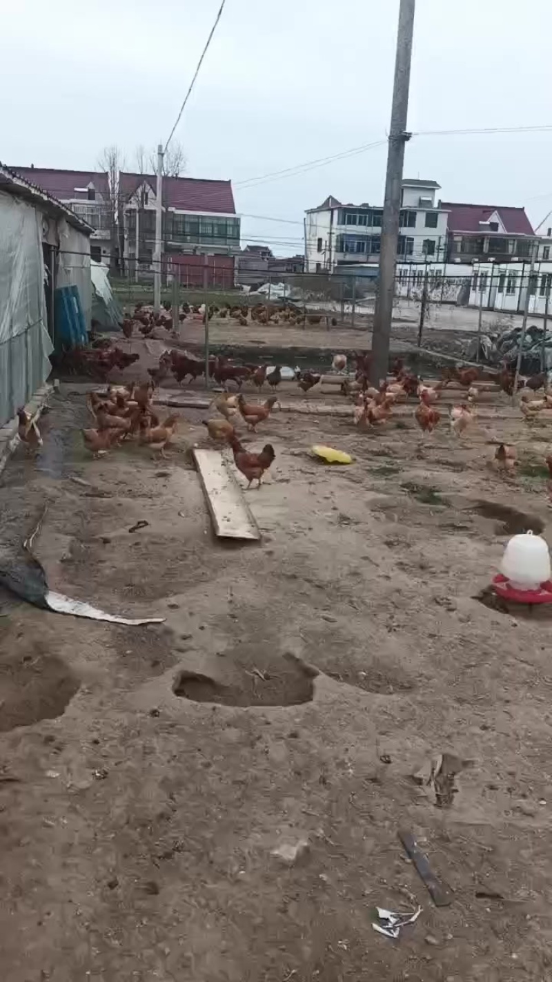 撒养鸡