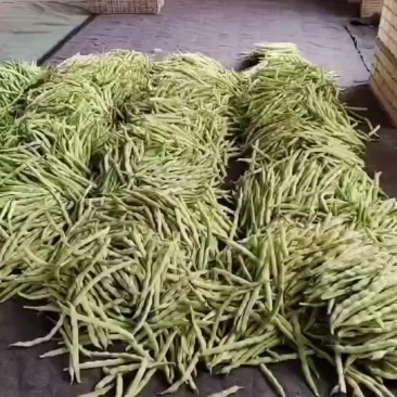 今天大量精品细长型芸豆上市，价格下降降价不降质量欢迎各位老板