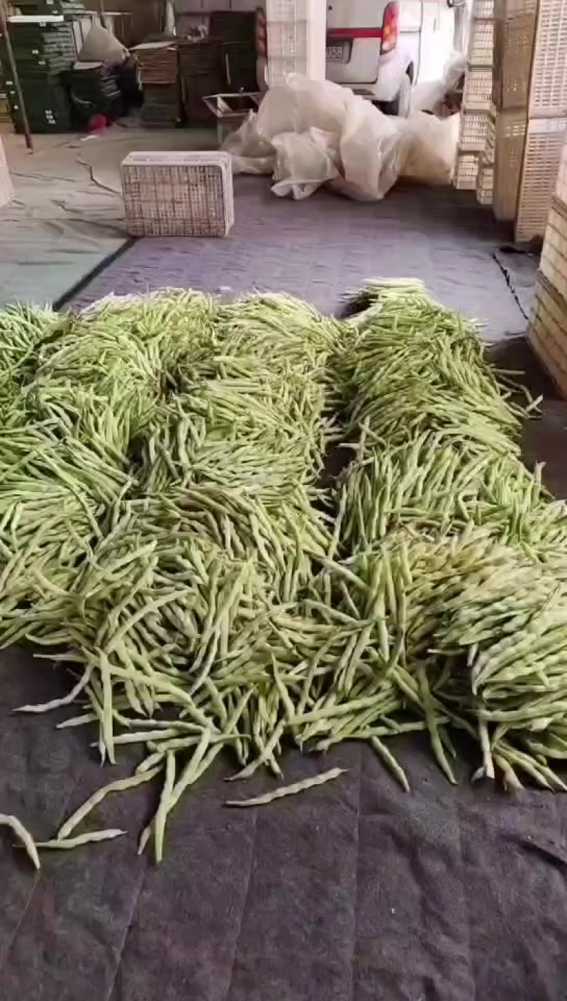今天大量精品细长型芸豆上市，价格下降降价不降质量欢迎各位老板