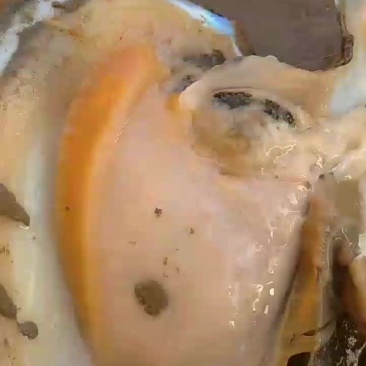 河蚌