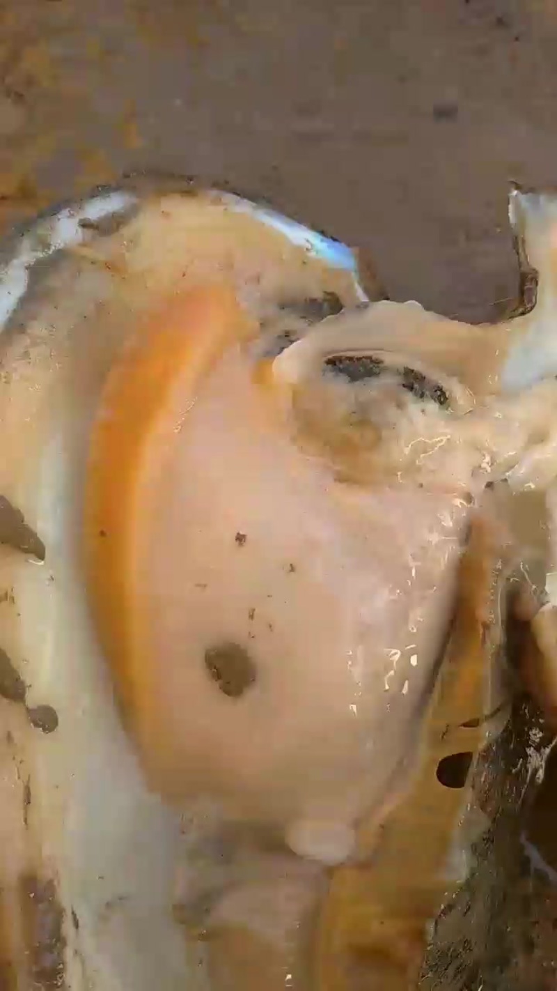 河蚌