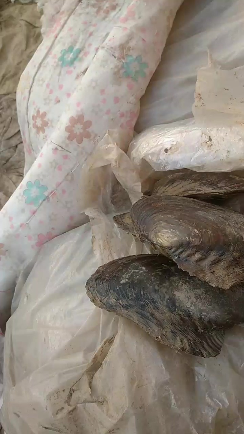 河蚌
