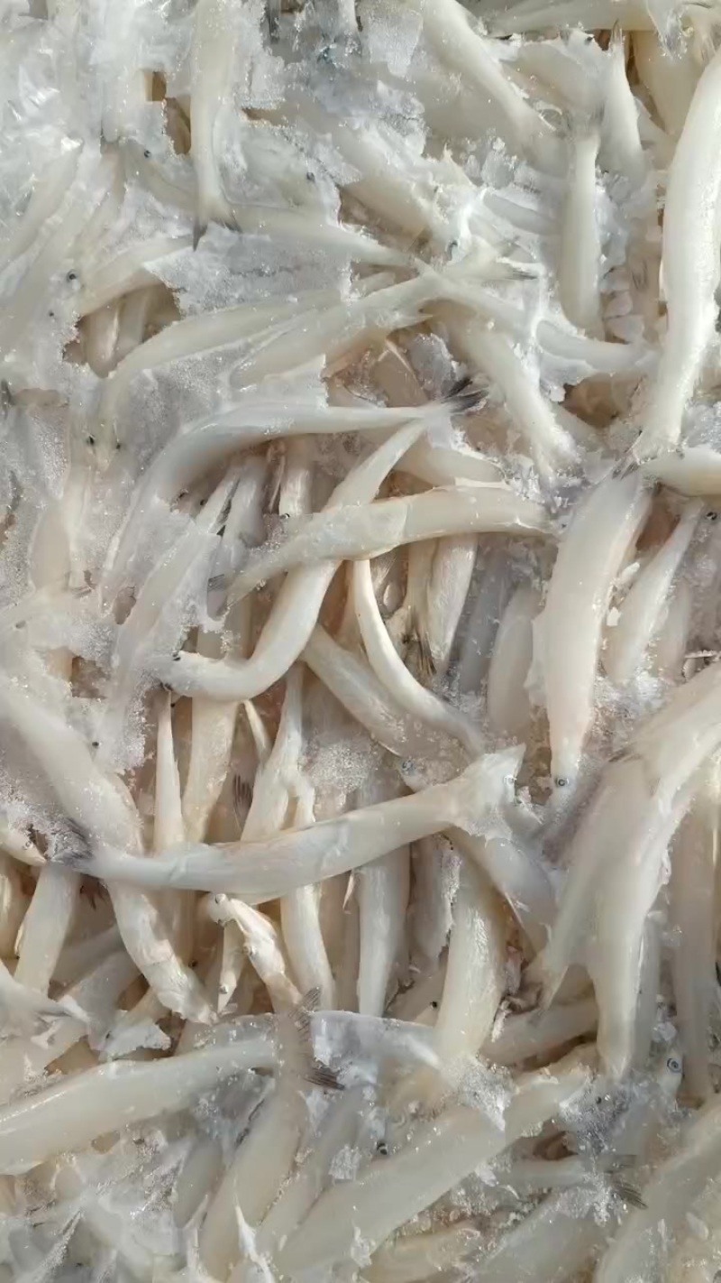 8一10公分冻版银鱼现货3吨半