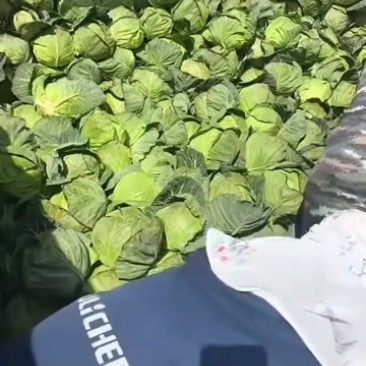 云南铁头大量有货，精品。价格不高，用的联系