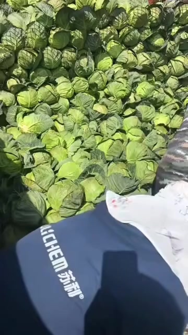 云南铁头大量有货，精品。价格不高，用的联系