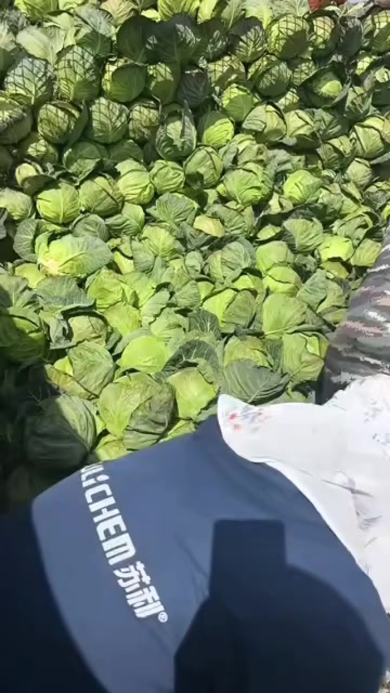 云南铁头大量有货，精品。价格不高，用的联系
