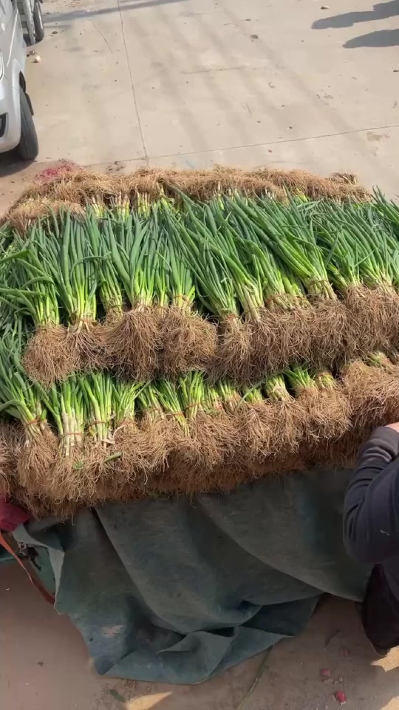 小葱