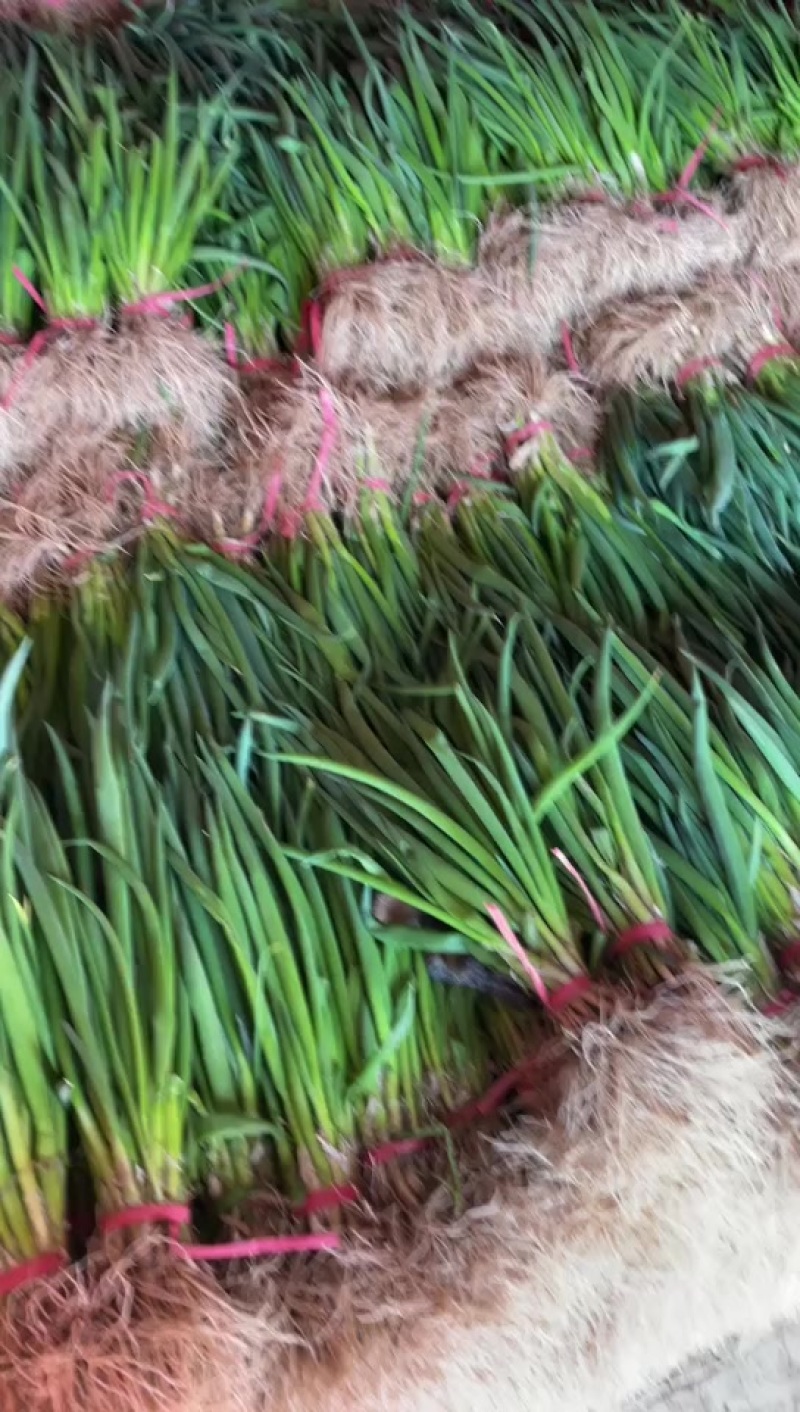 小葱