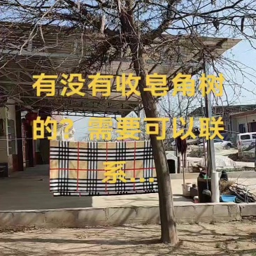 自家门前一棵皂角树，主干高3.3米，直径22cm。