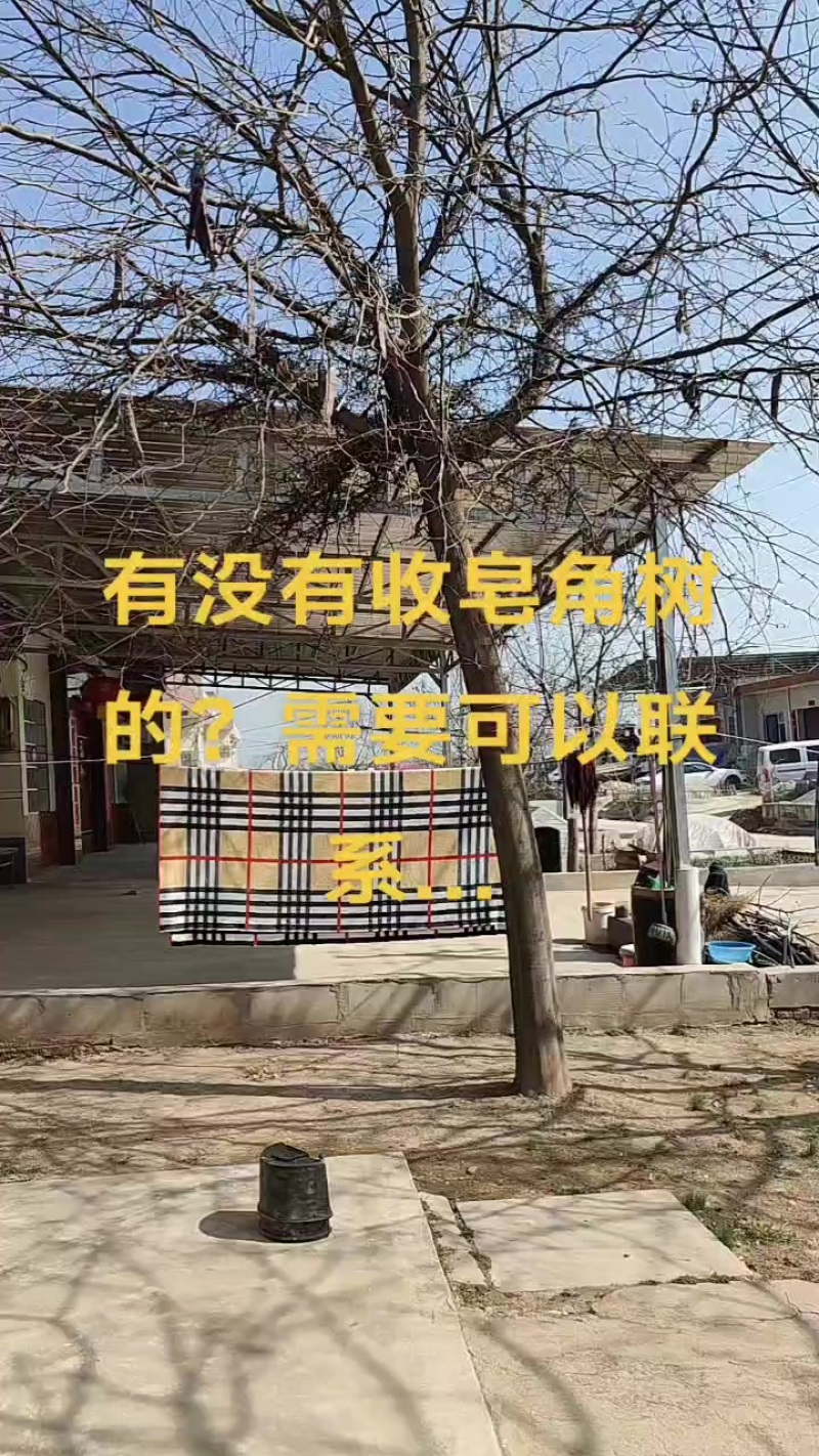 自家门前一棵皂角树，主干高3.3米，直径22cm。