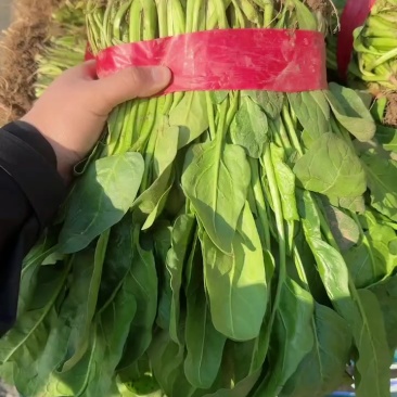 邯郸本地精品小叶菠菜