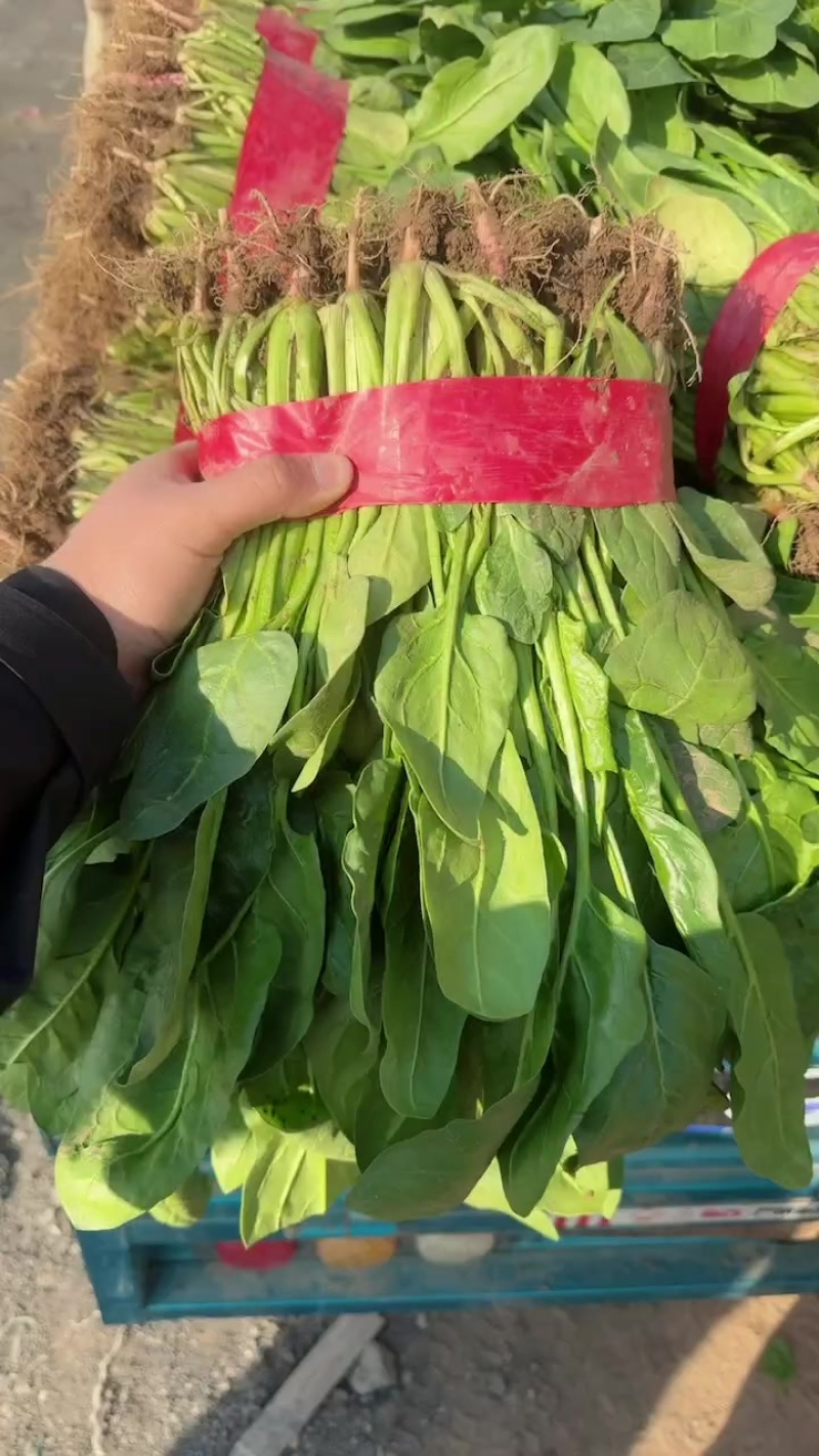 邯郸本地精品小叶菠菜