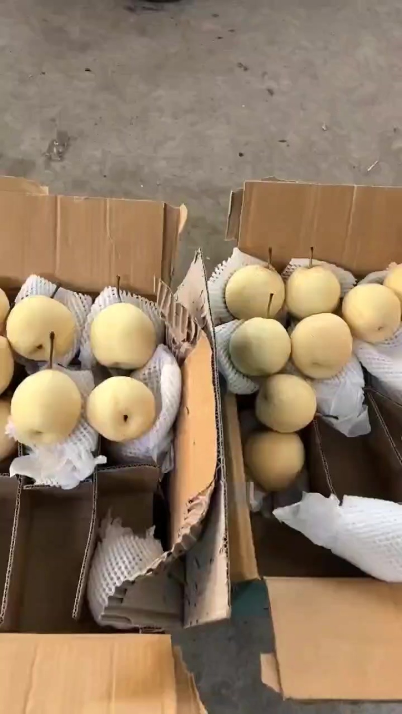 水晶鸭梨电商供应连锁商超供应市场精品产地一手货源