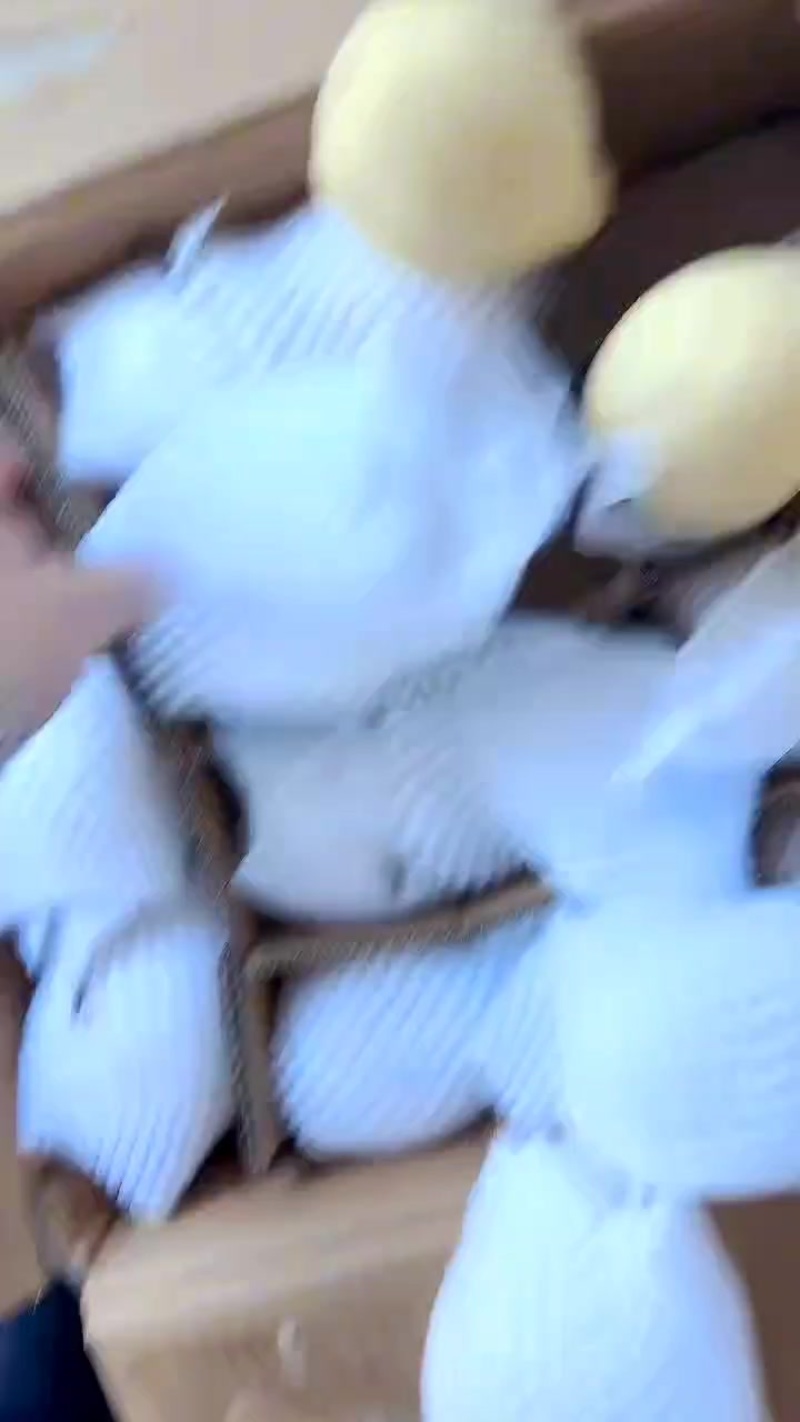 水晶鸭梨电商供应连锁商超供应市场精品产地一手货源