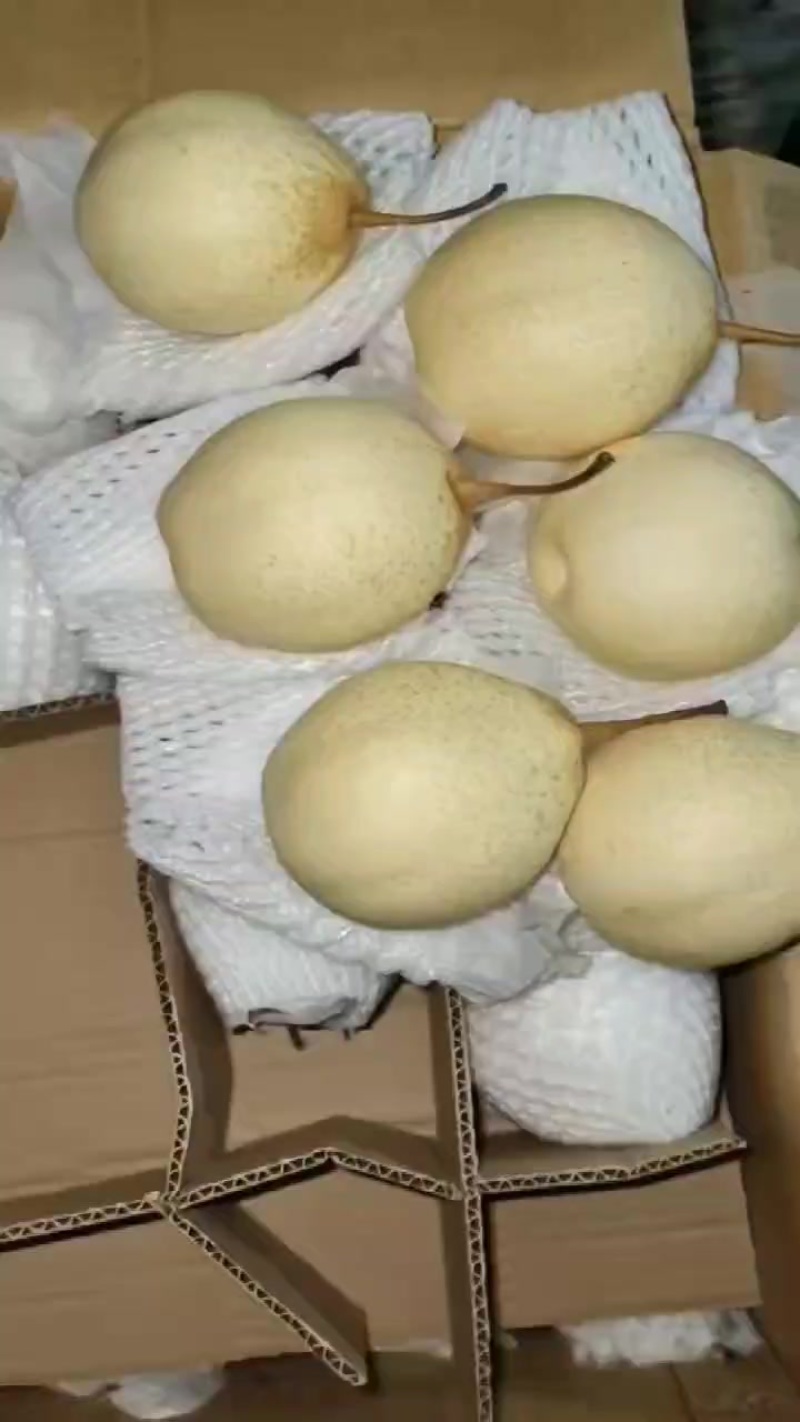 水晶鸭梨电商供应连锁商超供应市场精品产地一手货源