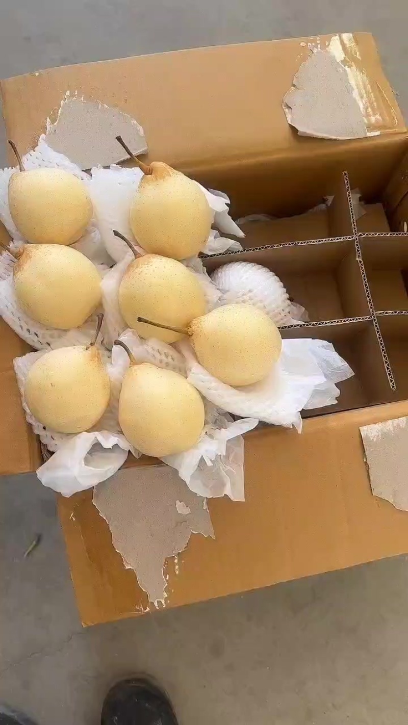 水晶鸭梨电商供应连锁商超供应市场精品产地一手货源