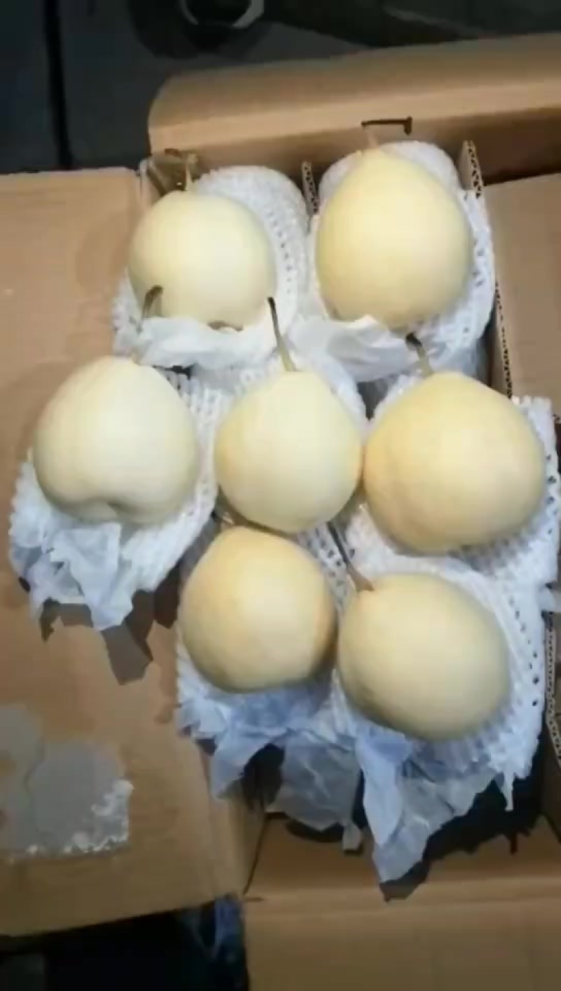 水晶鸭梨电商供应连锁商超供应市场精品产地一手货源