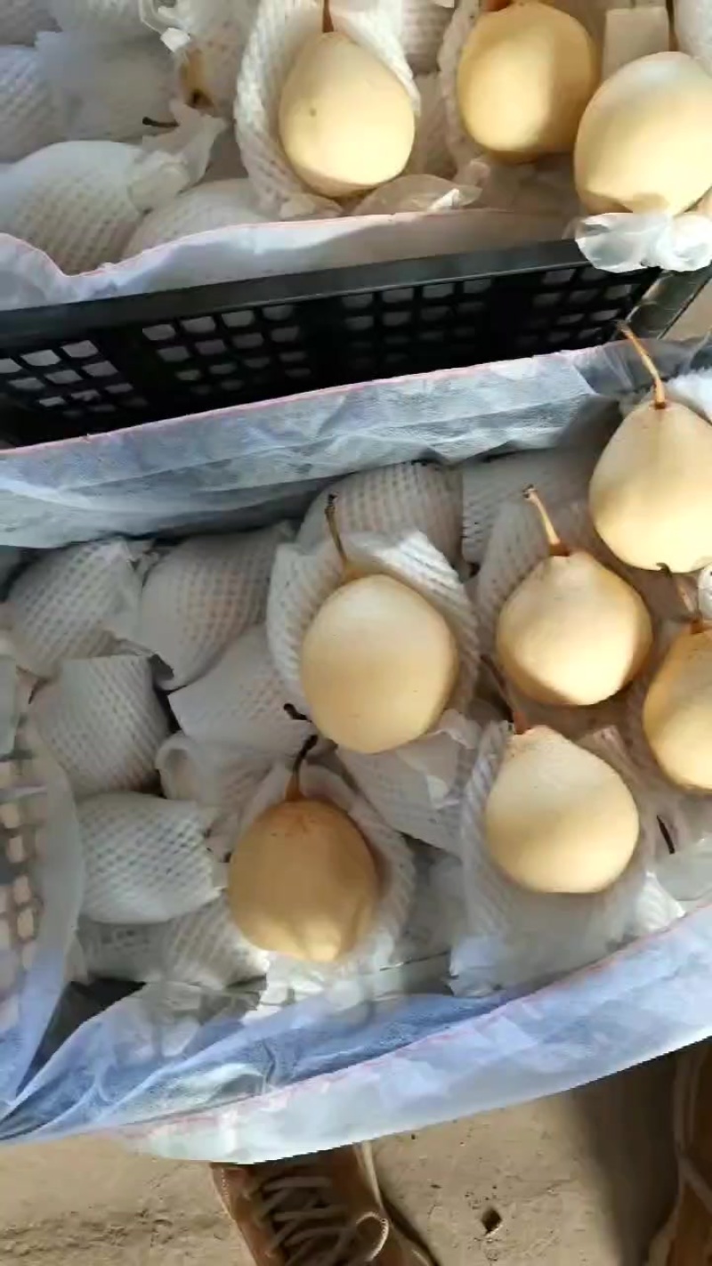 水晶鸭梨电商供应连锁商超供应市场精品产地一手货源