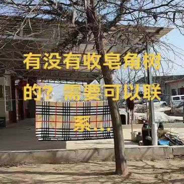 自家门前形态较好的皂角树