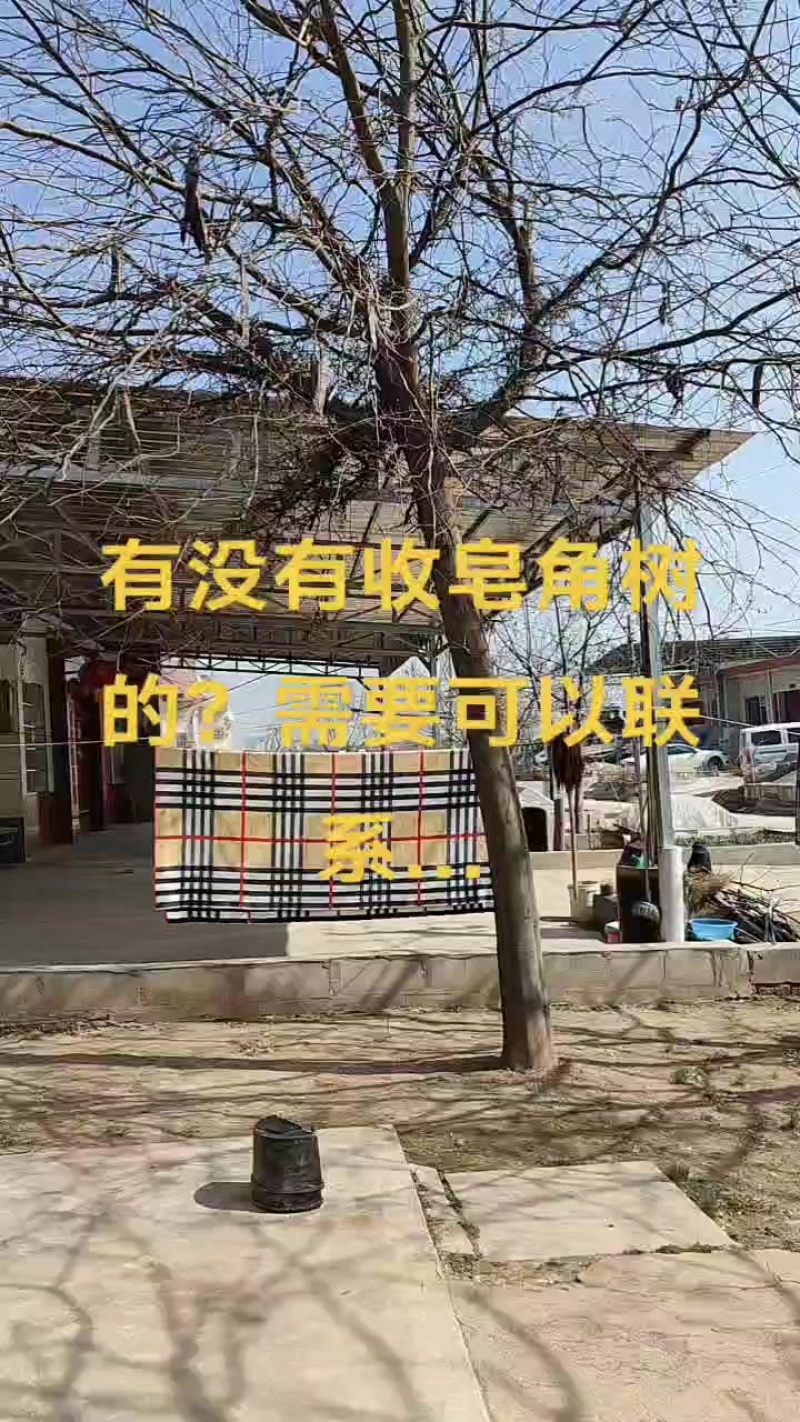自家门前形态较好的皂角树