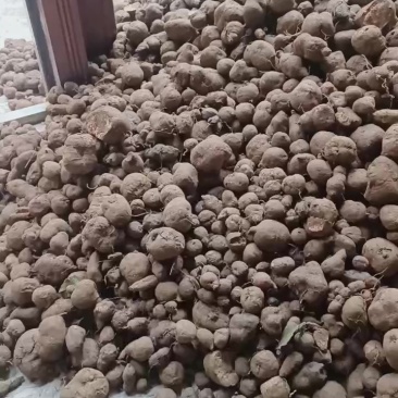 三叶青统货价格实惠需要的快下单