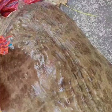 珍珠甲鱼
