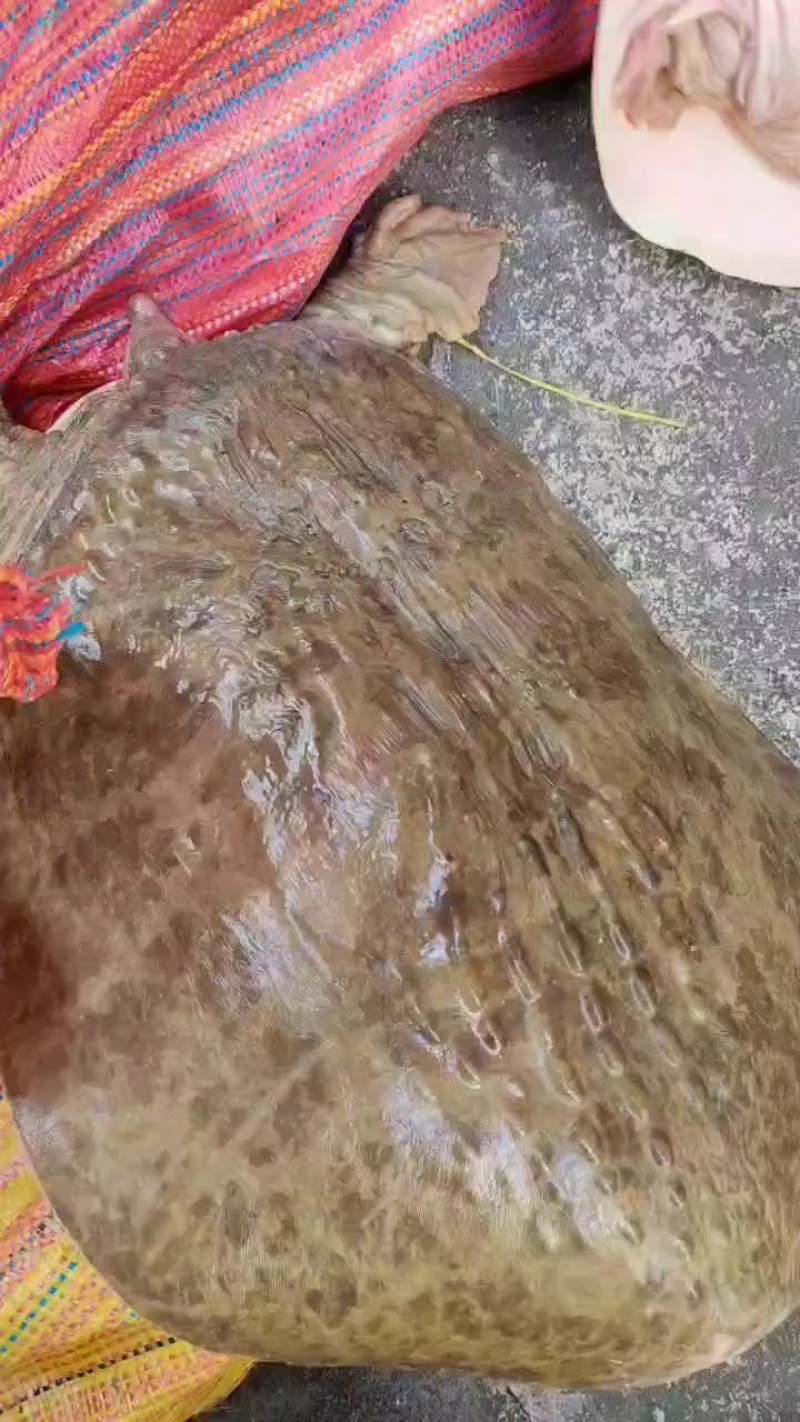 珍珠甲鱼