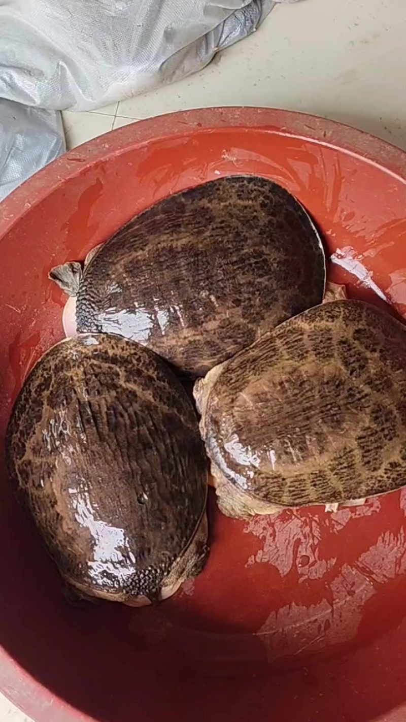 珍珠甲鱼