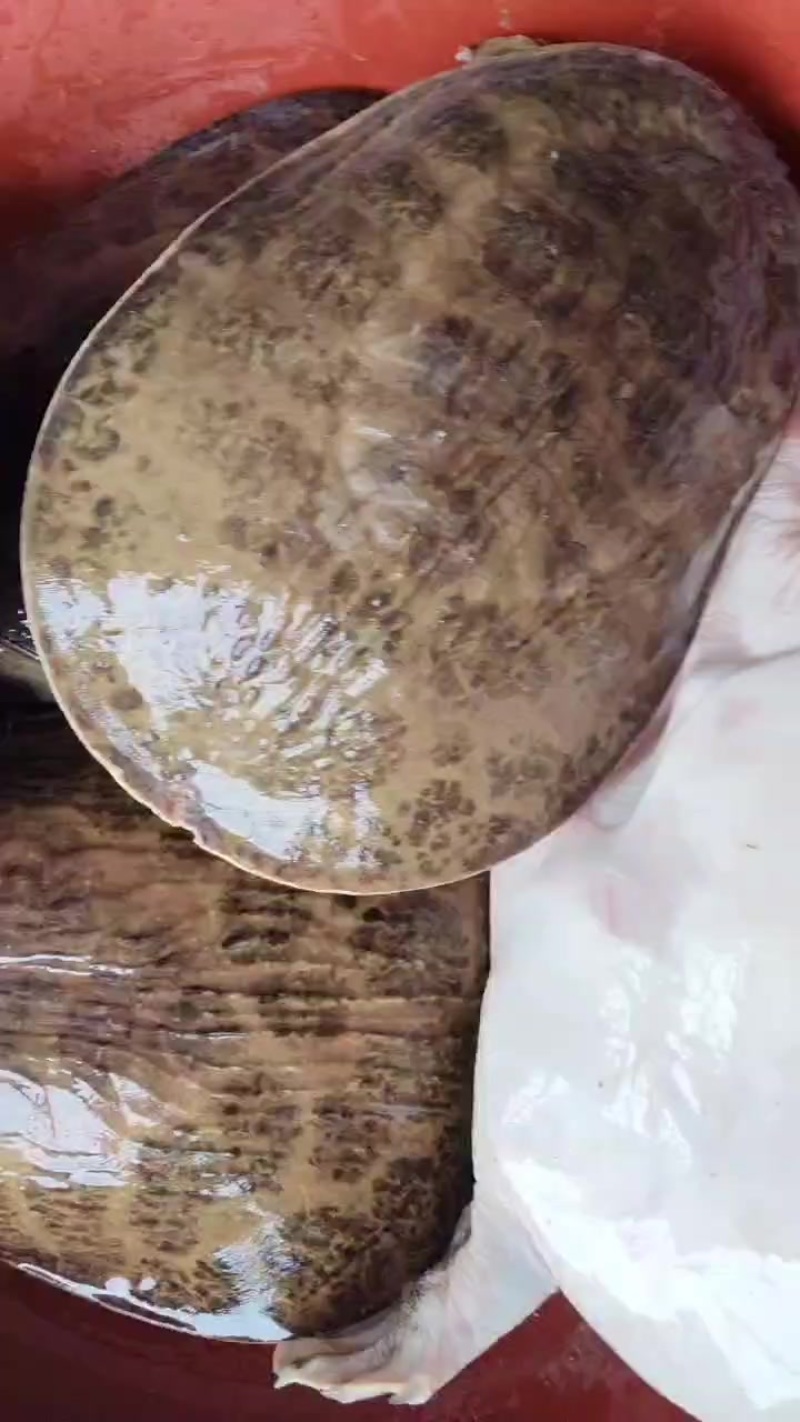 珍珠大甲鱼
