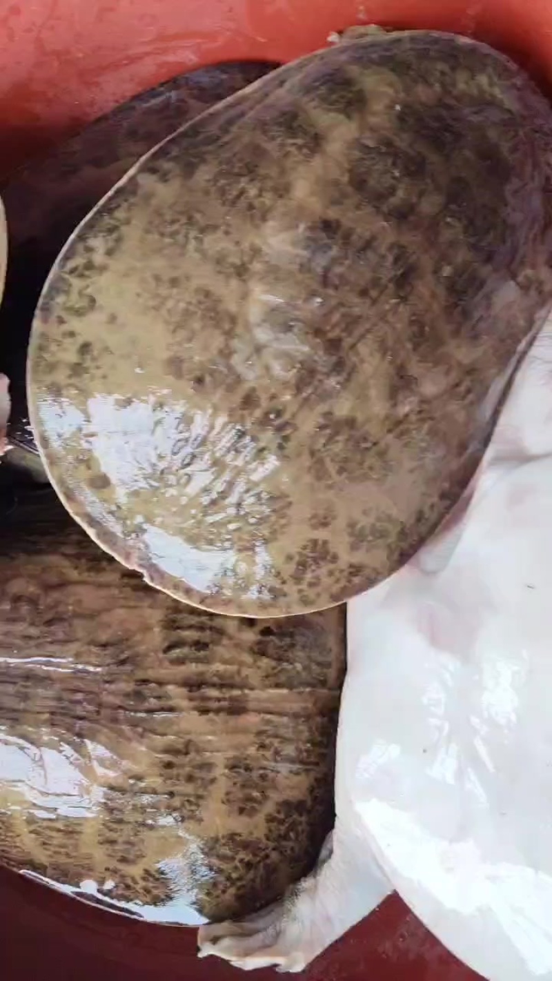 珍珠大甲鱼