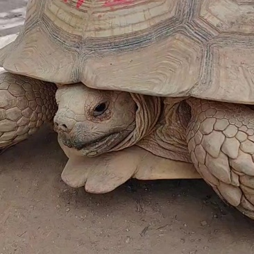 苏卡达陆龟