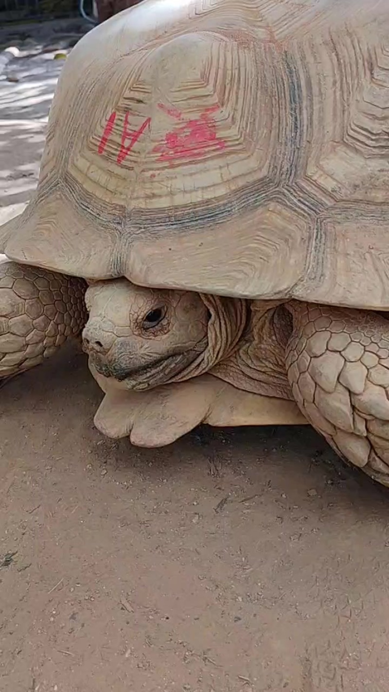 苏卡达陆龟