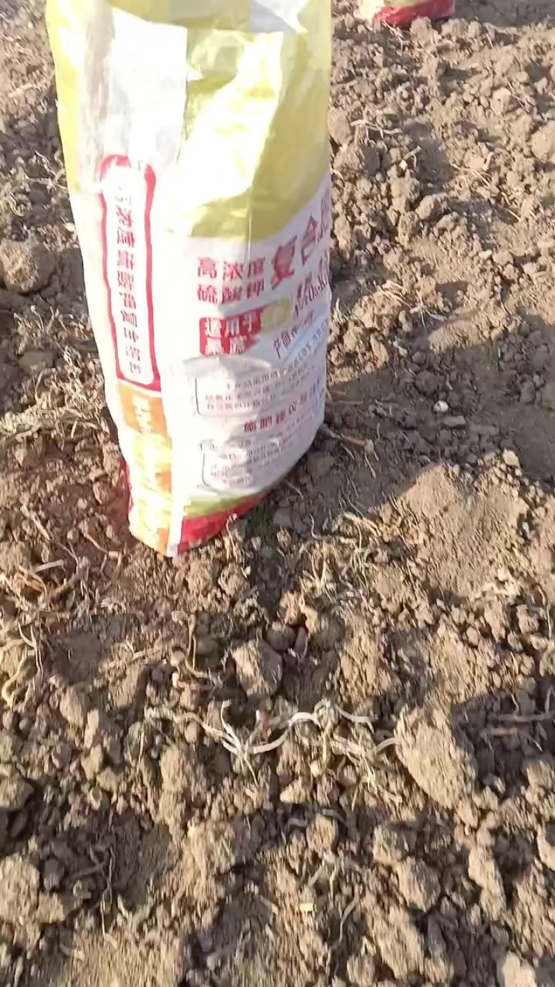 地黄种子
